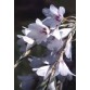 585105-dierama-hybrida-snowbells
