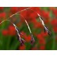 585120-dierama-reynoldsii