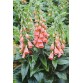 585260-digitalis-mertonensis