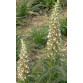 585770-digitalis-trojana-helen-troy