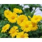 586000-doronicum-orientale