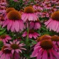 586070-echinacea-purpurea-bravado-starlight