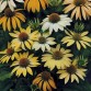 586090-echinacea-purpurea-mellow-yellows