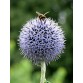 586400-echinops-ritro