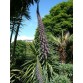 586500-echium-pininana-blue-tower-blue-steeple