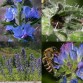 586526-echium-vulgare