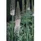 586850-eremurus-robustus