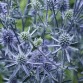 587085-eryngium-planum