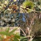 643592-eucalyptus-dwarf-mix
