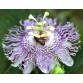 645670-passiflora-incarnata