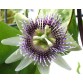 645690-passiflora-ligularis