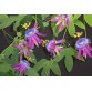 645700-passiflora-loefgrenii-corupa