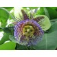 645701-passiflora-maliformis