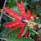 645702-passiflora-manicata