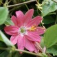 645710-passiflora-mollissima