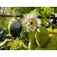645720-passiflora-morifolia