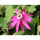 645730-passiflora-palmeri-sublanceolata