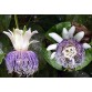645740-passiflora-nitida