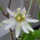 645750-passiflora-pallens