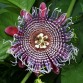 645760-passiflora-quadrangularis