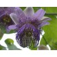 645765-passiflora-seemannii