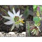 645766-passiflora-setacea