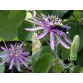 645769-passiflora-subrotunda