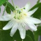 645770-passiflora-subpeltata