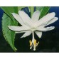 645771-passiflora-tarminiana-bailadores