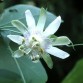 645772-passiflora-tenuifila