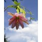 645773-passiflora-tripartita-mucuchies