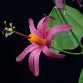 645775-passiflora-tulae