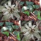 645778-passiflora-vespertilio