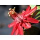 645780-passiflora-vitifolia