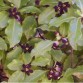 645834-pittosporum-tenuifolium