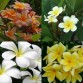 645880-plumeria-species-mixed