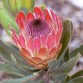 645900-protea-compacta