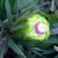 645950-protea-coronata
