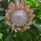 646000-protea-cynaroides