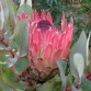646100-protea-eximia