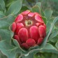 646200-protea-grandiceps