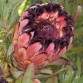 646280-protea-laurifolia
