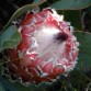 646300-protea-magnifica