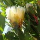 646340-protea-mundii