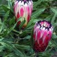 646400-protea-neriifolia