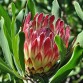 646500-protea-obtusifolia