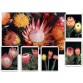 646700-protea-formula-mix
