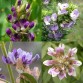 646780-psoralea