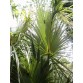 646990-sabal-palmetto