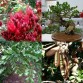 647010-schotia-brachypetala